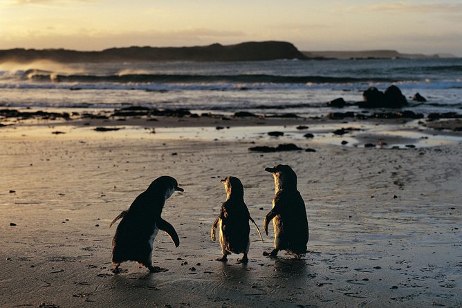 Meet the Locals: Penguins, Koalas, and Seals on Phillip Island